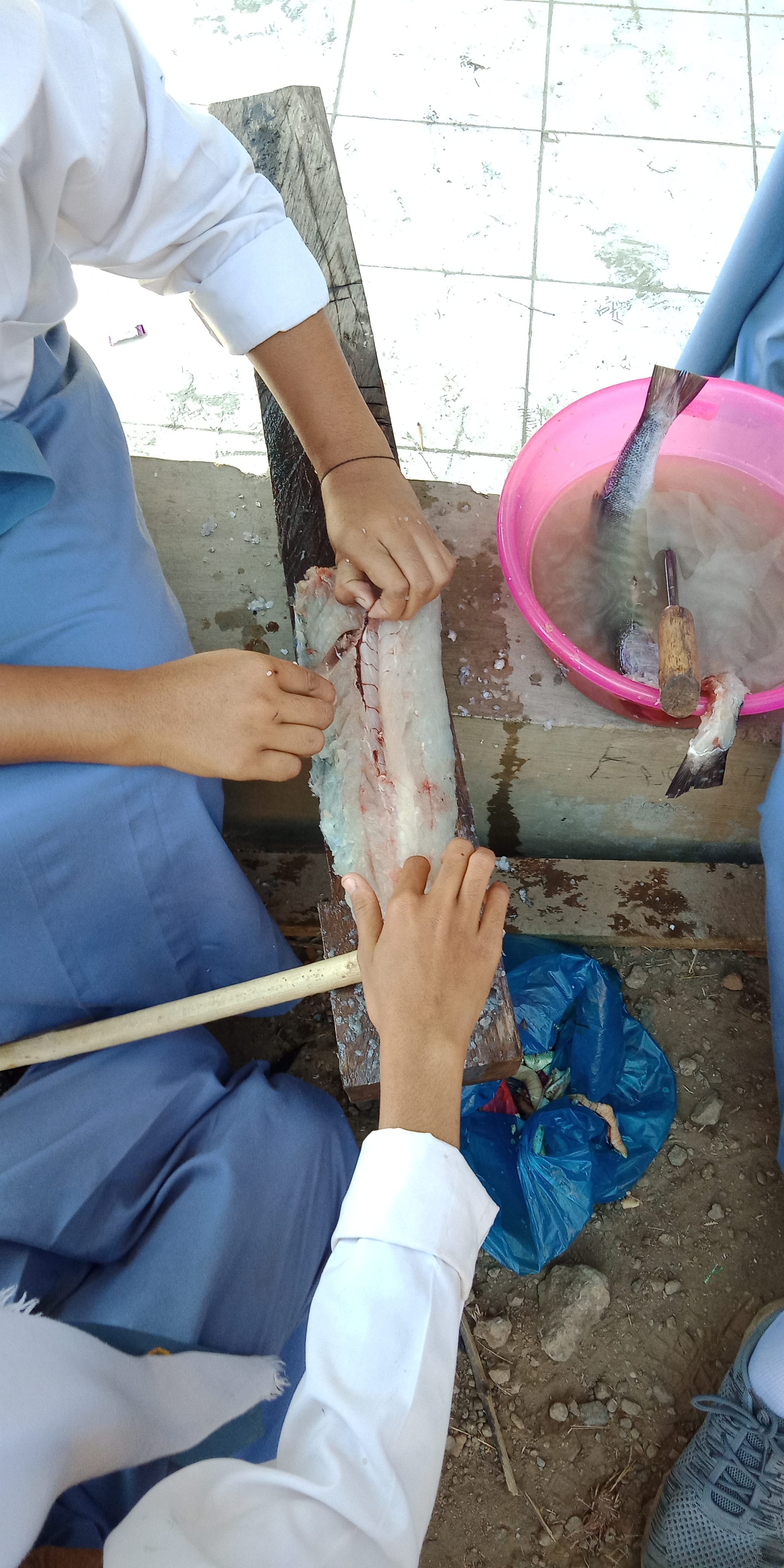 Nuget Ikan Barakuda